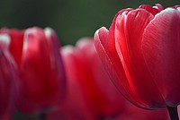 Tulip flowers. Original public domain image from Flickr