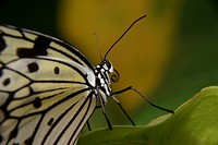 Paper Kite Malaysia. Original public domain image from Flickr