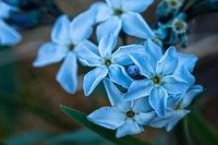 Tomentose amsonia. Original public domain image from Flickr