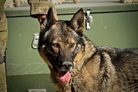 German shepherd military working dog. Original public domain image from Flickr