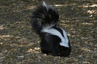 Skunk. Original public domain image from Flickr