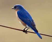 Eastern Bluebird on thin branch. Original public domain image from Flickr