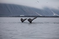 Humpback whales. Original public domain image from Flickr