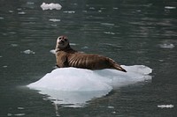 Harbor Seal. Original public domain image from Flickr