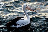 Pelican. (Pelecanus conspicillatus) Phalacrocoracidae is a family of some 40 species of aquatic birds commonly known as cormorants and shags. Several different classifications of the family have been proposed recently, and the number of genera is disputed. Original public domain image from Flickr