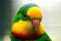 Superb parrot, colorful macaw background. Original public domain image from Flickr