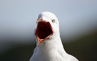 Red billed gull opeining beak. Original public domain image from Flickr