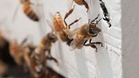 Honey bees on white wall.Original public domain image from Flickr