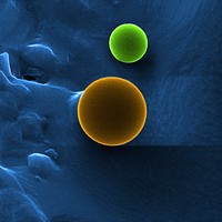 Shown is a colorized image, created using a helium ion microscope, shows a used photocathode electrode obtained from the Thomas Jefferson National Accelerator Facility.