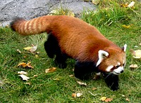 Red panda walking on green grass. Original public domain image from Flickr