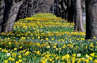 Spring time in Christchurch. Winter has had it&rsquo;s turn, so bring on Spring &ndash; we can really do with some colour and blue skies. Original public domain image from Flickr