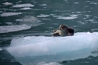 Harbor seal. Original public domain image from Flickr