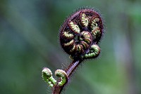 Fern frond. Ferns are typically found in moist, forested areas because they require lots of water. Ferns are abundant in all damp situations in New Zealand forests, forming the undergrowth beneath a dense canopy of evergreen trees. They are also found growing on tree trunks and branches and along stream banks. Original public domain image from Flickr