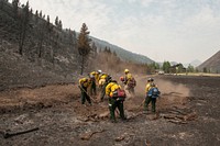 Southern Plains and Comanche Type 2 Initial Attack Crews and an Engine Crew work together to extinguish underground smoldering fires in roots or buried tree limbs, using a variety of hand tools and fire suppressing foam, during the Beaver Creek Fire, west of Hailey, ID, on Wednesday, Aug 21, 2013.