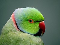 Indian ringneck parrot close up. Original public domain image from Flickr