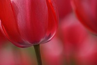 Tulip flower. Original public domain image from Flickr