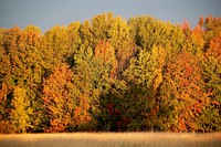 Fall foliage at Missisquoi National Wildlife Refuge. Original public domain image from Flickr