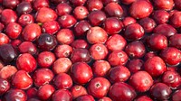The U.S. Department of Agriculture (USDA) Farmers Market in partnership with the Ocean Spray agricultural cooperative features cranberries with a constructed mini-bog on Friday, Sept. 17, 2016 in Washington, D.C. The mini-bog demonstrates how water is used as a tool to float berries for a more efficient harvest.