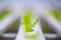 The hydroculturely-grown butterhead lettuce grown in the Sirmon Farms greenhouse, which regulates the oxygen and nutrients to the plants, grows 20-30 percent faster than in their fields.