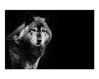 Wolf art print poster monotone, wildlife wall decor