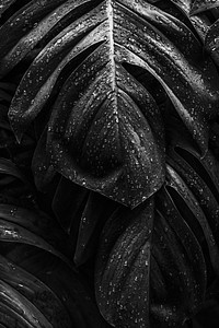 Monstera monotone background, wet leaf
