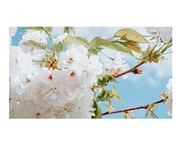 Aesthetic cherry blossoms art print, spring flower wall decor