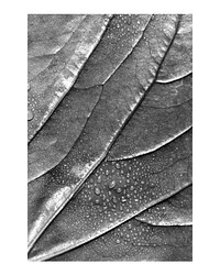 Aesthetic leaf texture art print poster monotone, macro shot, wall decor