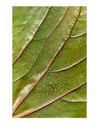 Aesthetic leaf texture art print, macro shot, wall decor