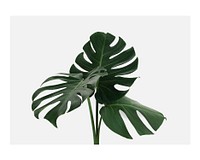 Monstera leaf art print poster, wall decor