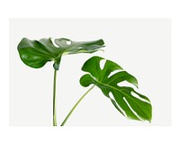 Monstera leaf art print , wall decor