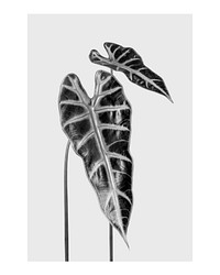 Minimal leaf art print poster monotone, Amazonian elephant ear plant wall decor