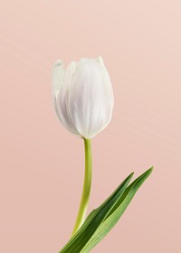 White tulip flower, pink background