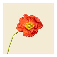 Aesthetic flower art print, orange poppy wall decor