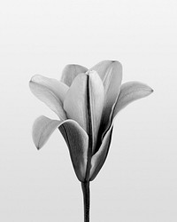 Lily flower, white background, monotone plant