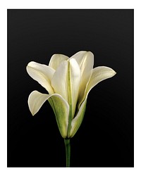 Aesthetic white lily art print, minimal wall decor