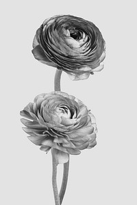 Aesthetic flower background, flowers in grayscale