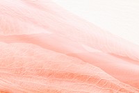 Petal texture background in coral pink for blog banner