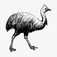 Cassowary clipart, vintage bird illustration vector. Free public domain CC0 image.