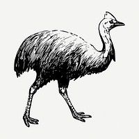 Cassowary drawing, vintage bird illustration psd. Free public domain CC0 image.