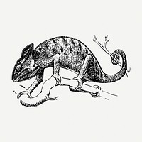 Chameleon drawing, vintage wildlife illustration psd. Free public domain CC0 image.