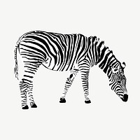 Zebra clipart, vintage animal illustration vector. Free public domain CC0 image.