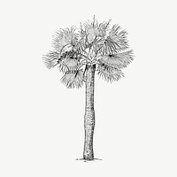 Palm tree clipart, vintage botanical illustration vector. Free public domain CC0 image.