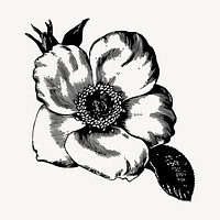 Poppy flower clipart, vintage botanical illustration vector. Free public domain CC0 image.