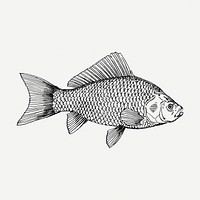 Fish drawing, vintage sea life illustration psd. Free public domain CC0 image.