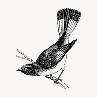 Redstart bird clipart, vintage animal illustration vector. Free public domain CC0 image.