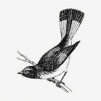 Redstart bird drawing, vintage animal illustration psd. Free public domain CC0 image.