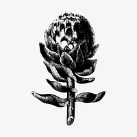 Artichoke clipart, vintage botanical illustration vector. Free public domain CC0 image.