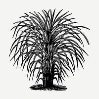 Eulalia tree drawing, vintage botanical illustration psd. Free public domain CC0 image.