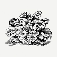 Rhubarb drawing, vintage vegetable illustration psd. Free public domain CC0 image.