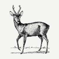 Roebuck drawing, vintage wildlife illustration psd. Free public domain CC0 image.